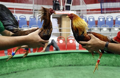 conditioning medicine for gamefowl|How to Condition Fighting Roosters .